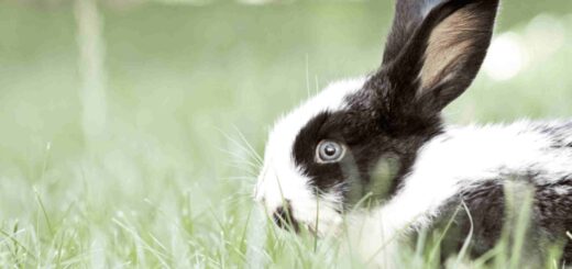 प्रेरक कहानी - आलसी स्वाभाव