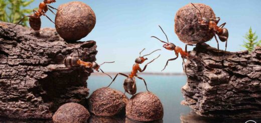 परिश्रम पर प्रेरक प्रसंग