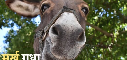 Aalsi gadha story in hindi