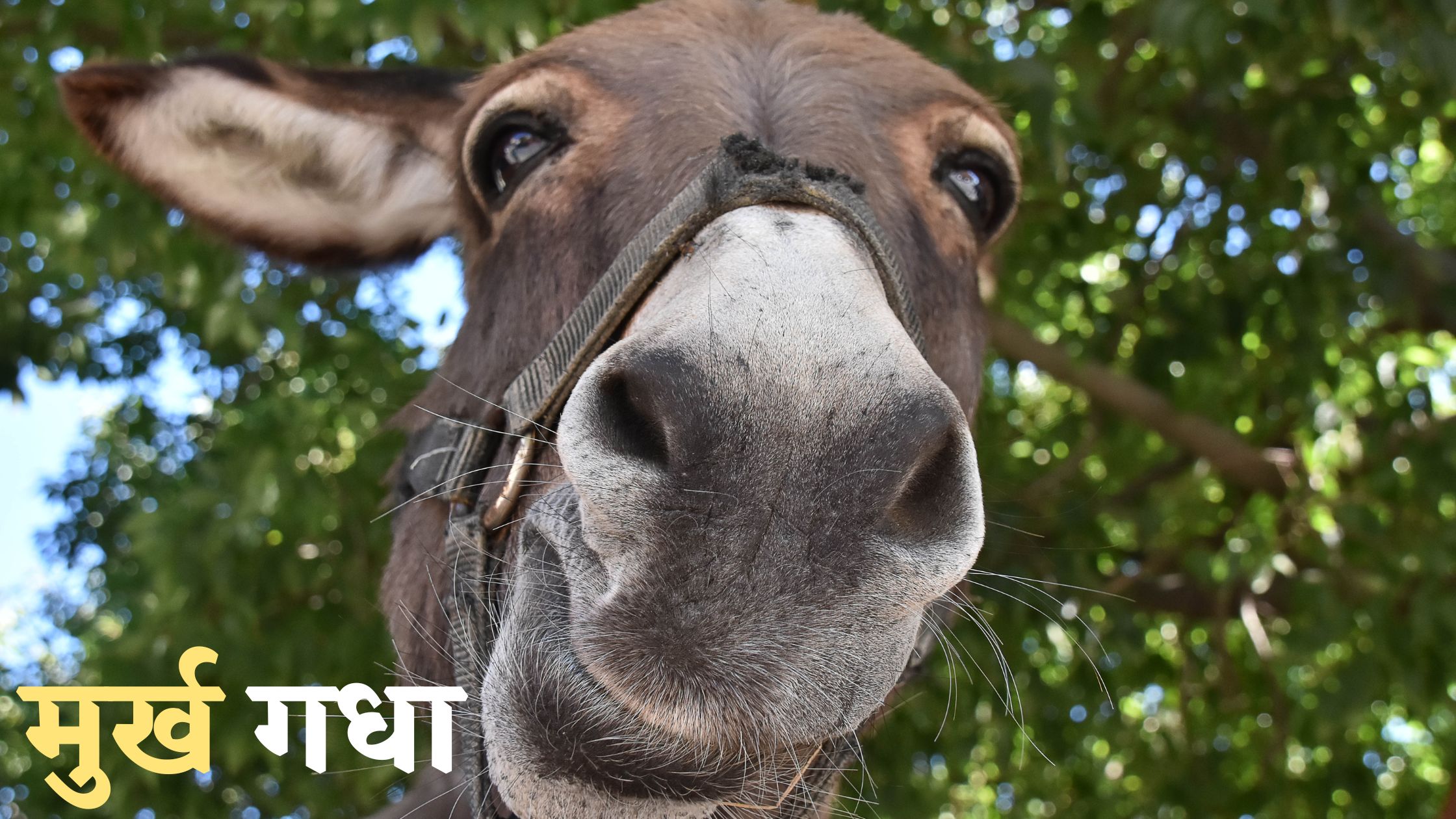 Aalsi gadha story in hindi