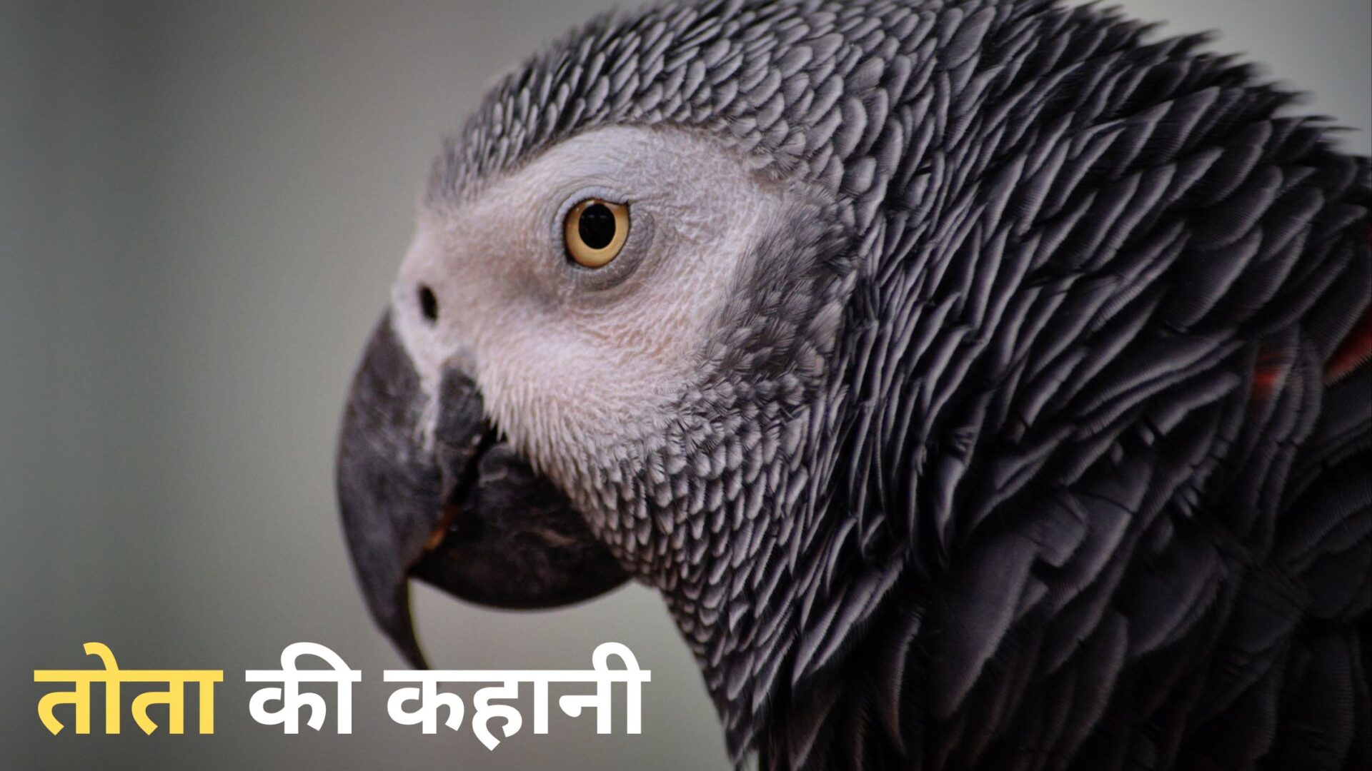 तोता की कहानी